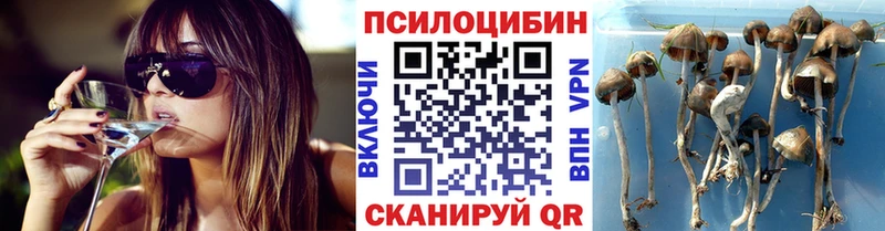 Псилоцибиновые грибы мицелий  Шенкурск 